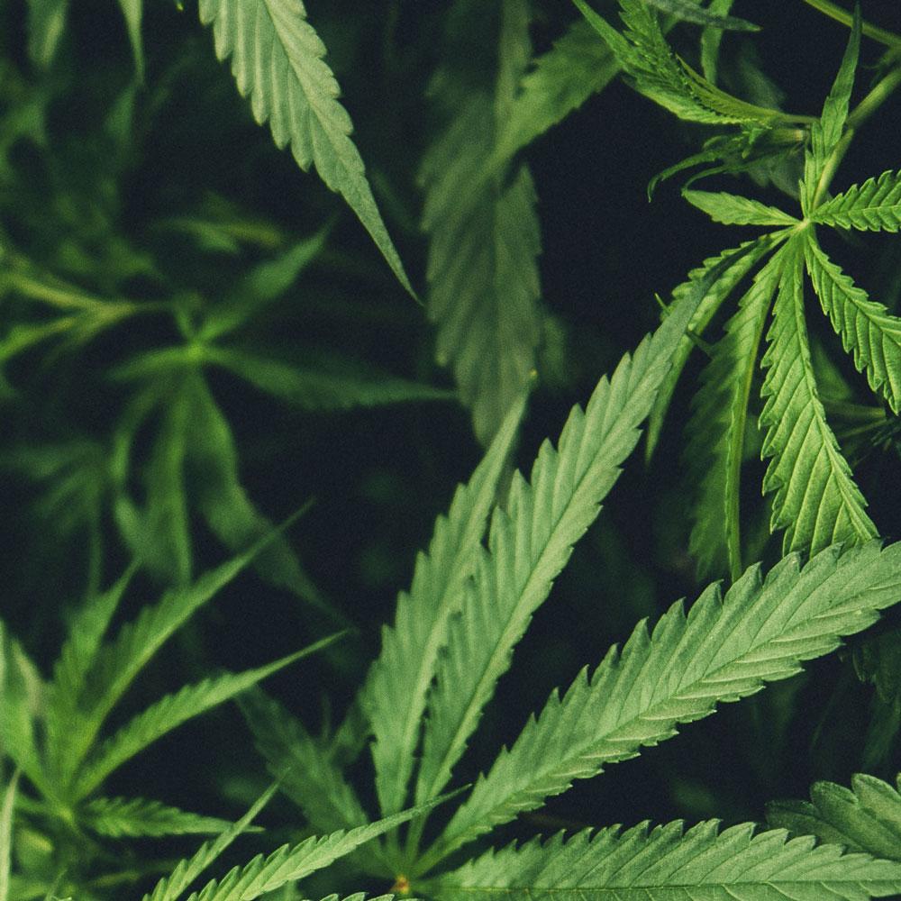 bïdi - bïdi - Live bïdi | SPICE